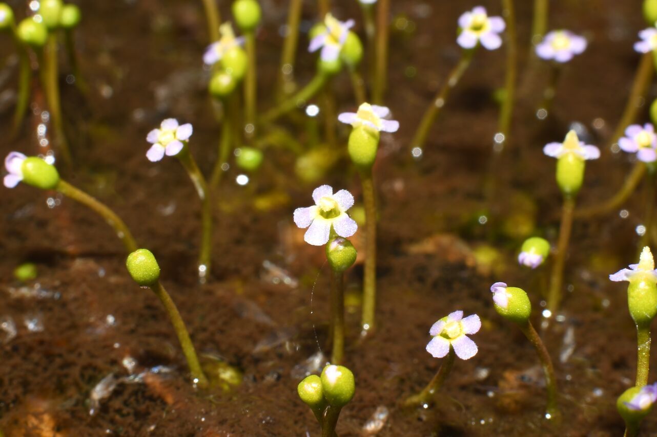 Glossostigma drummondii