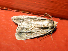 Sympistis badistriga