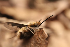 Bombylius major