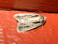 Sympistis badistriga