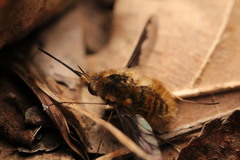 Bombylius major