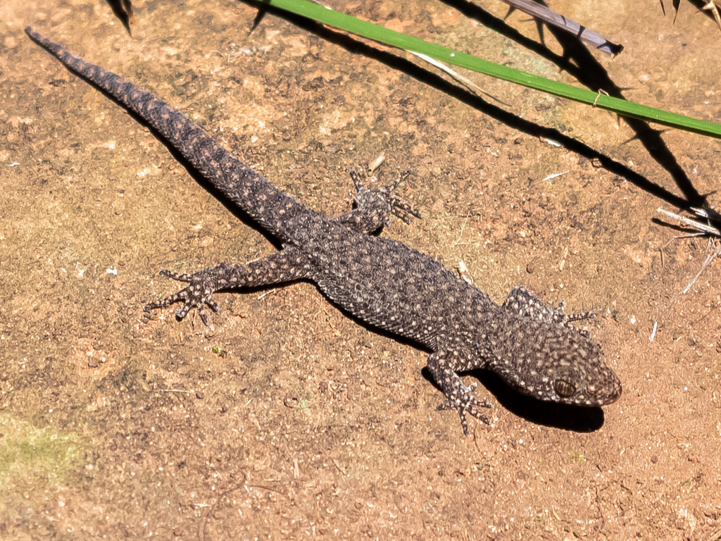 Uruguay Marked Gecko