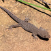 Uruguay Marked Gecko - Photo (c) filipeidalgo, some rights reserved (CC BY-NC)