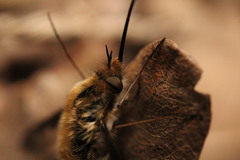 Bombylius major