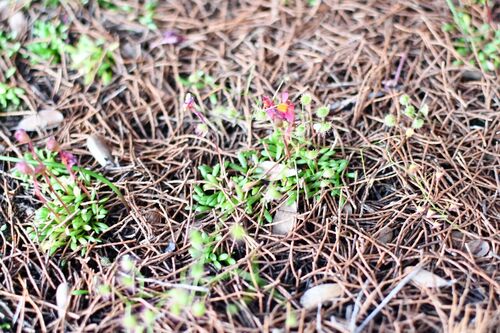 Redcoats (Utricularia menziesii)