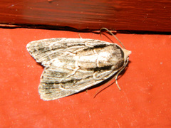 Sympistis badistriga