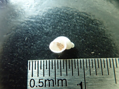 Mexico Ambersnail