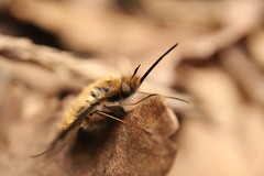 Bombylius major