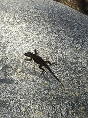 Sceloporus occidentalis