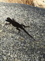 Sceloporus occidentalis
