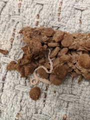 Cestoda