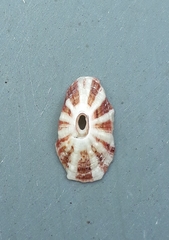 Image of Fissurella nimbosa
