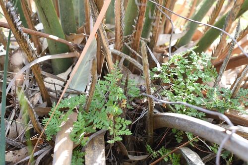 Rock Fern