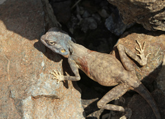 Pseudotrapelus jensvindumi