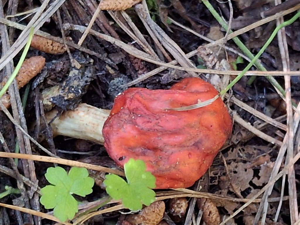 Leratiomyces erythrocephalus · October 2025 · photo: © melwhiting (iNaturalist, cc-by)