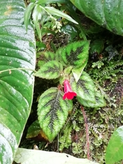 Gesnerieae