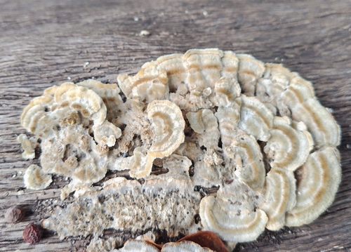 Trametes hirsuta