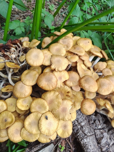 Desarmillaria tabescens