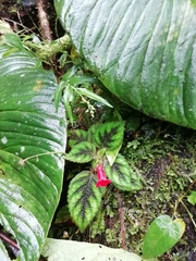 Gesnerieae