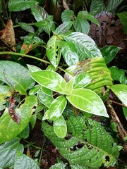Magnoliopsida