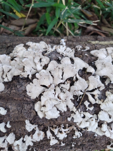 Schizophyllum commune