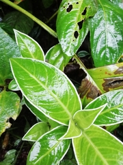 Magnoliopsida
