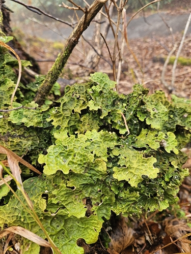 Lobaria pulmonaria