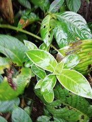 Magnoliopsida