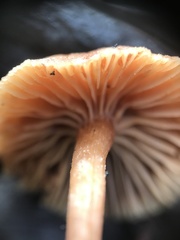 Tubariaceae