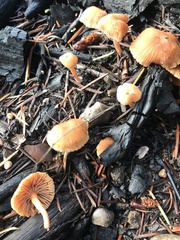 Tubariaceae