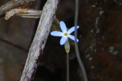 Voyria tenella