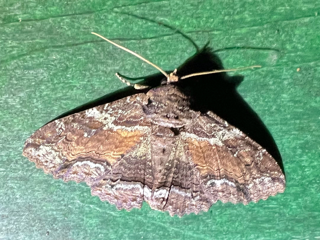 Lunate Zale Moth from N County Road 2080E, Ashmore, IL, US on October ...