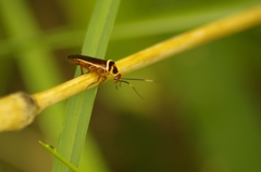 Pseudomops interceptus