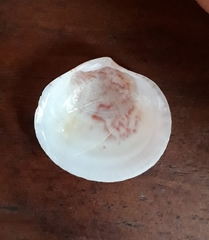 Semele proficua