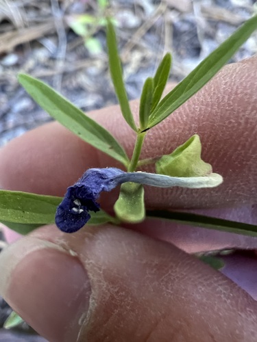 Scutellaria siphocampyloides, photograph 6