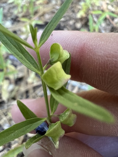 Grayleaf Skullcap (Scutellaria siphocampyloides)