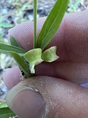 author not stated, no rights reserved Scutellaria siphocampyloides, photograph author not stated, no rights reserved