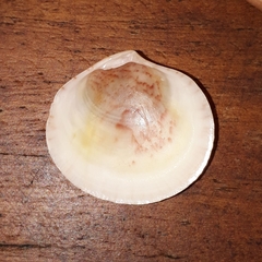 Semele proficua