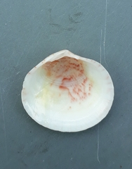 Semele proficua