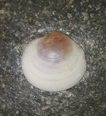 Semele proficua