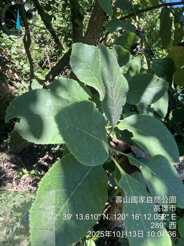 Ehretia dicksonii, photograph 3