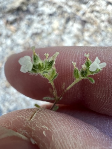 iNaturalist observation photo of Mountain Red-root Cryptantha