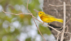 Setophaga petechia flavida