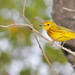 San Andrés Golden Warbler - Photo (c) Adrian Braidotti, some rights reserved (CC BY-NC), uploaded by Adrian Braidotti