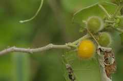 Solanum hirtum
