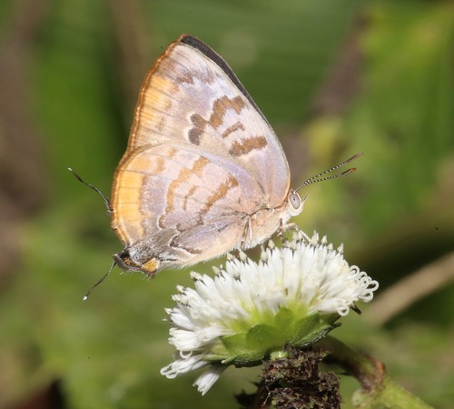 Gold-bordered Hairstreak