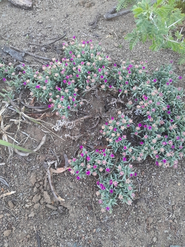 Rooiberg Tentfig (Ruschia unidens)