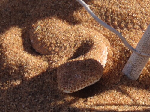Peringuey's Adder
