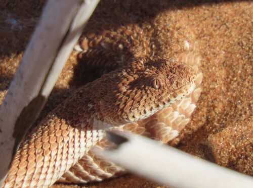 Peringuey's Adder