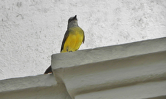 Tyrannus melancholicus